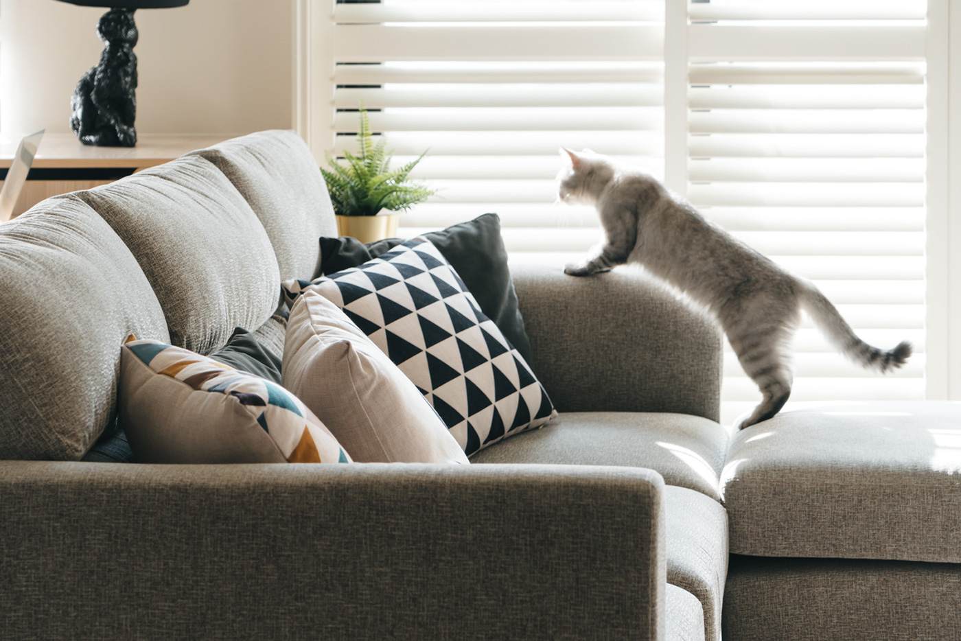 Cat sofa оригинал купить. Котик на диване. Кошачий диван. Диван с котами. Спальня для кошки.